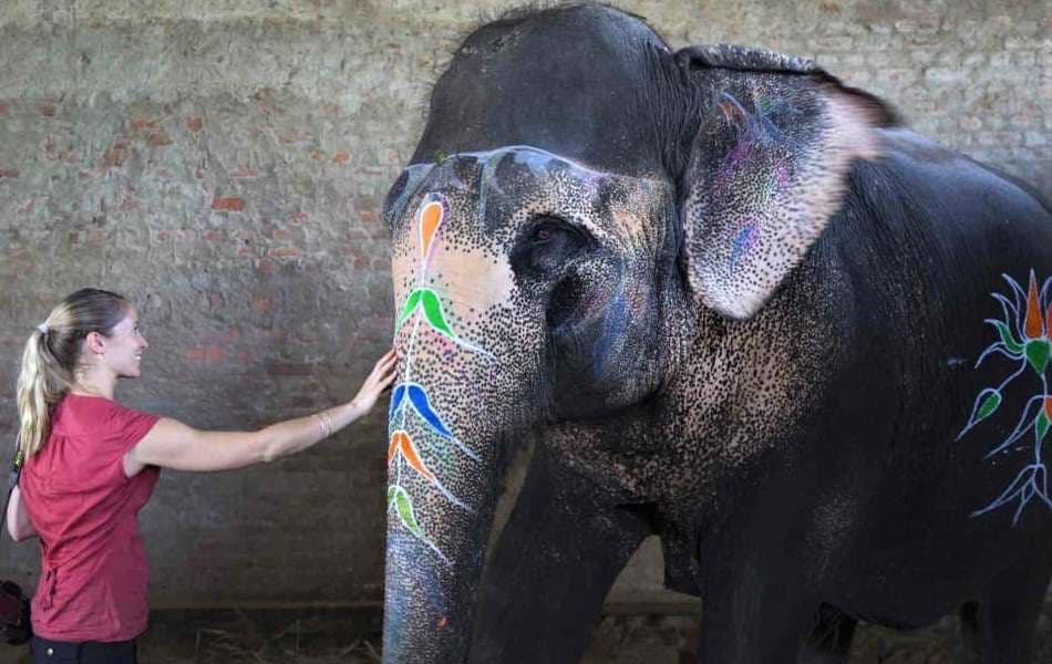 Elephant Volunteering In Jaipur